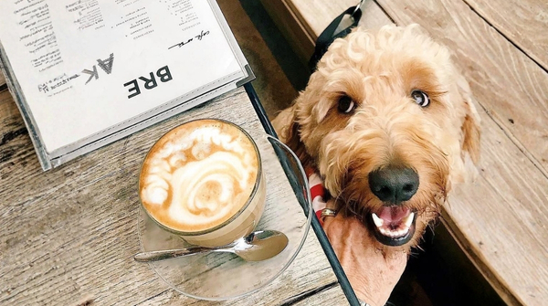 Zonas pet-friendly